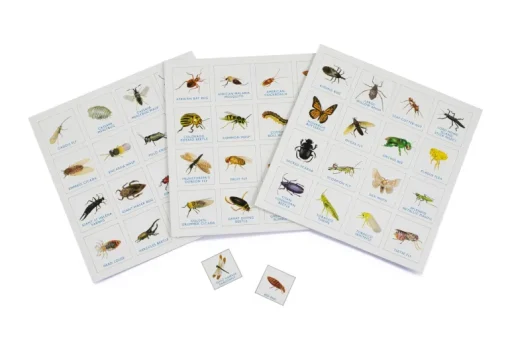 Brumby - Bingo - Bug
