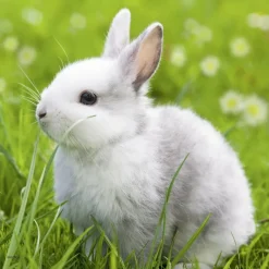 Ravensburger - 3 x 49Pc Cute Bunnies Puzzle