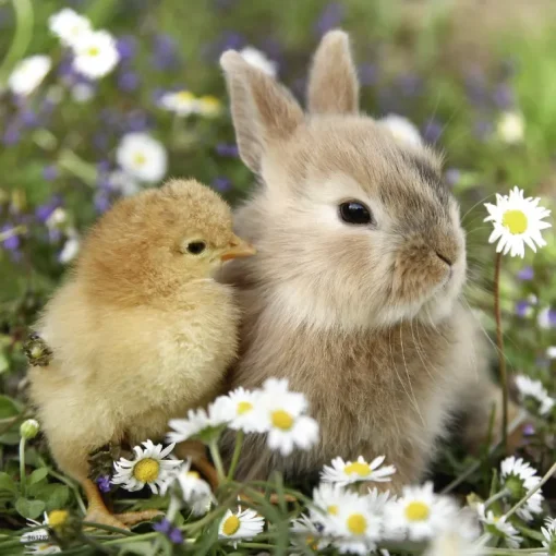 Ravensburger - 3 x 49Pc Cute Bunnies Puzzle