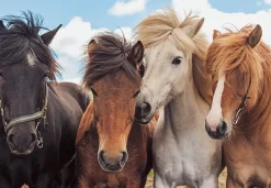 Ravensburger - 2 x 24Pc Horse Friends Puzzle