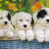 Ravensburger - 200Pc Cuddly Puppies Puzzle