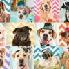 Ravensburger - 100Pc Doggy Disguise Puzzle