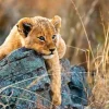 Ravensburger - 200Pc Little Lion Puzzle