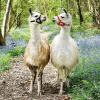 Ravensburger - 100Pc Llama Love Puzzle