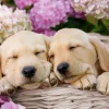 Ravensburger - 300Pc Sweet Dogs in a Basket Puzzle